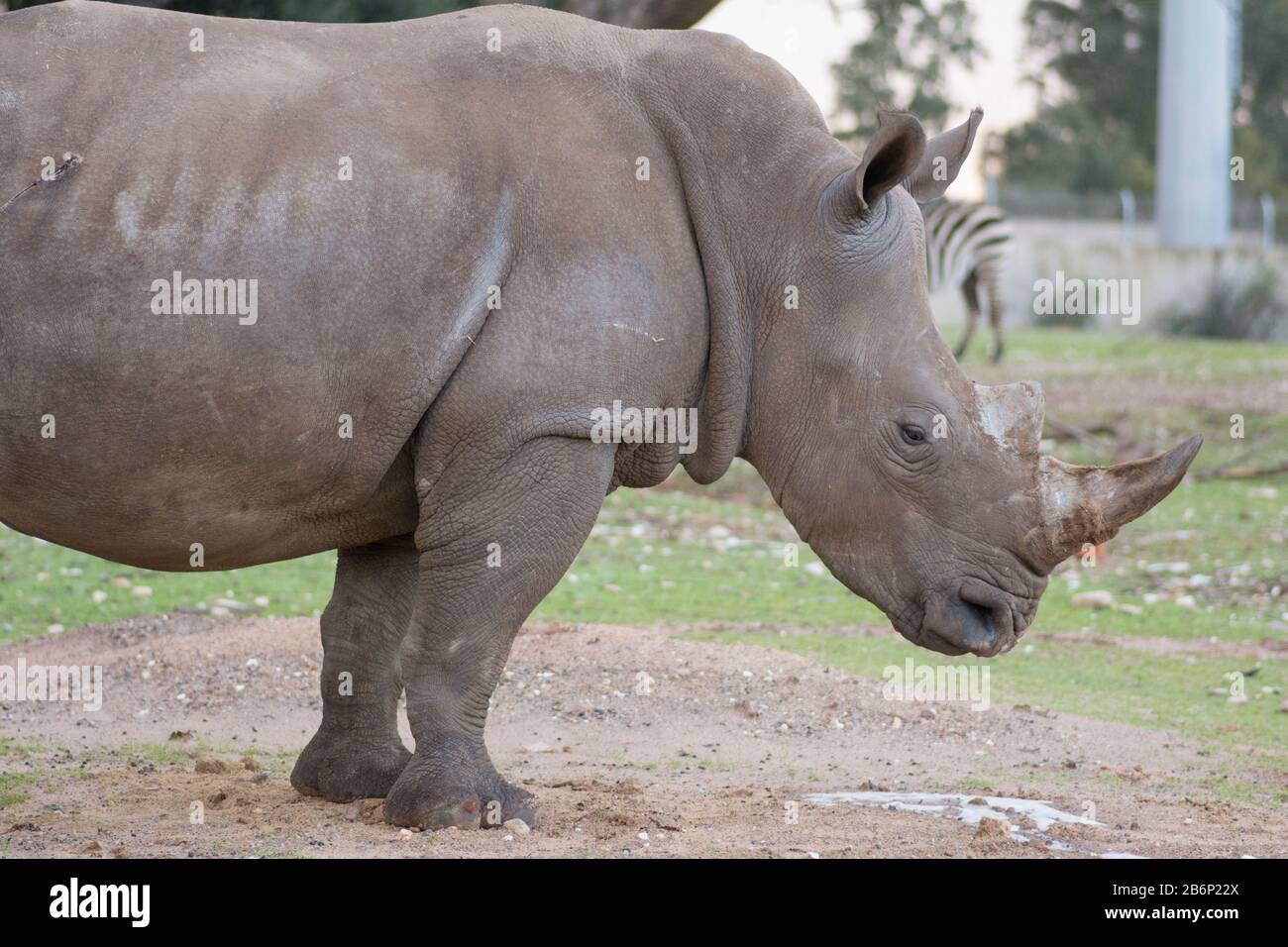 Ritratto di un rinoceronte bianco meridionale (Ceratotherium simum simum), in piedi da solo Foto Stock