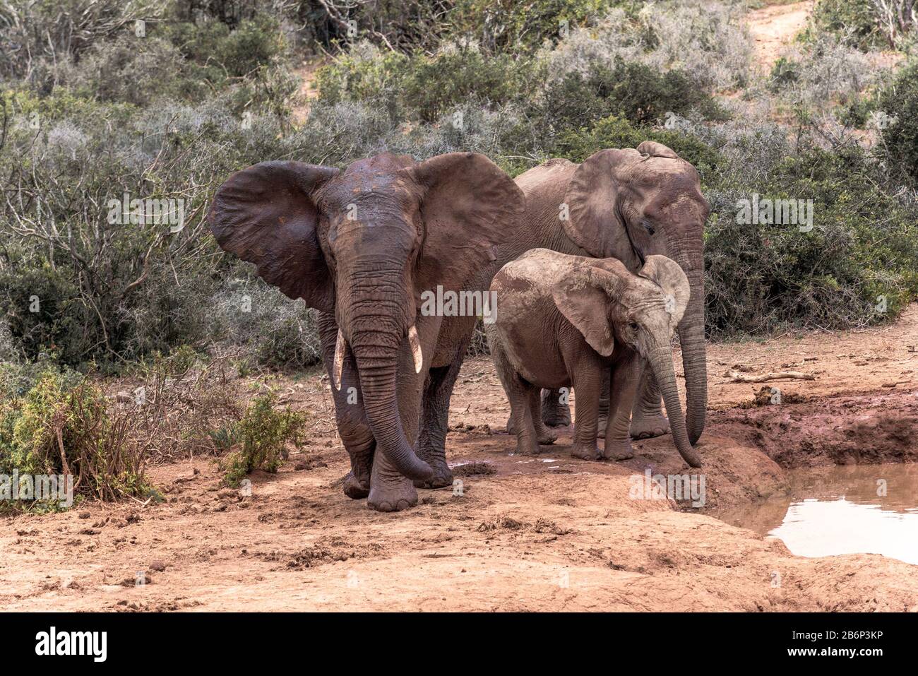 Elefanti rinfrescarsi in una poca o in una padella nel caldo della giornata al Parco Nazionale degli Elefanti di Addo, Capo Orientale, Sud Africa Foto Stock