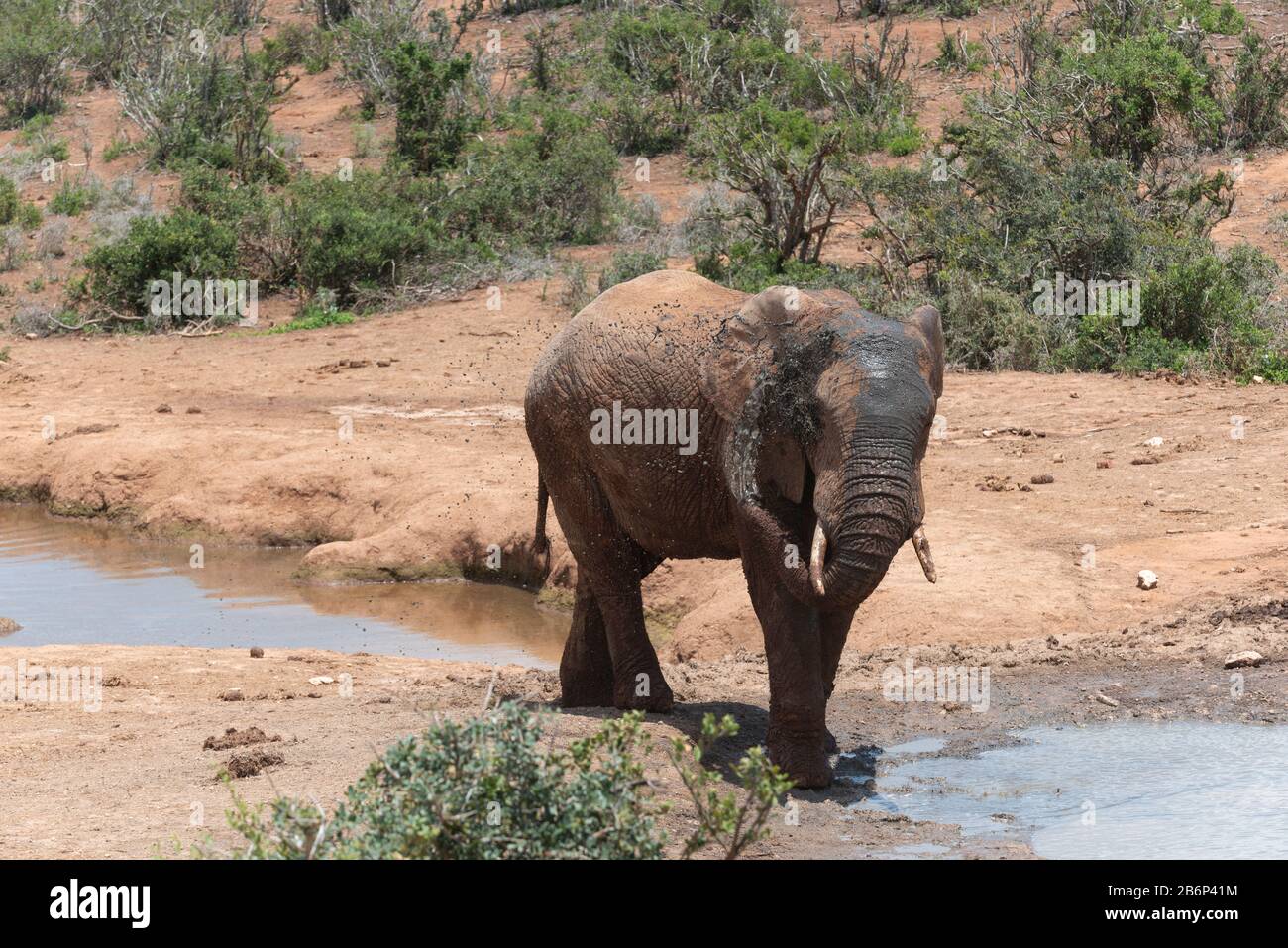 Elefante africano che spruzza acqua sul suo corpo per rinfrescarsi in un buco d'acqua nel Parco Nazionale degli Elefanti di Addo, Capo Orientale, Sud Africa Foto Stock