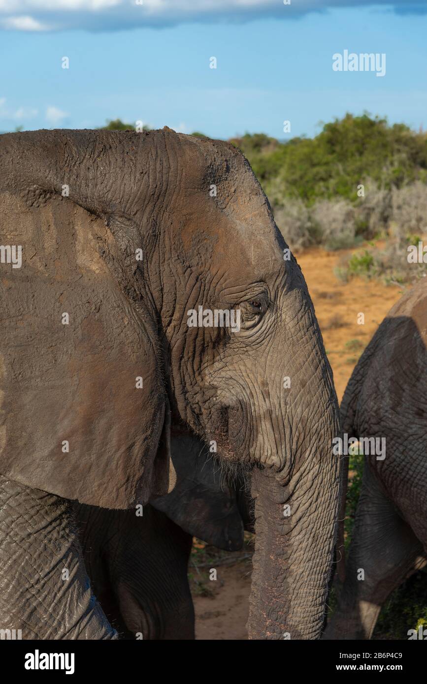 Elefante (Loxodonta Africana) Nel Parco Nazionale Degli Elefanti Di Addo, Capo Orientale, Sudafrica, Africa Foto Stock