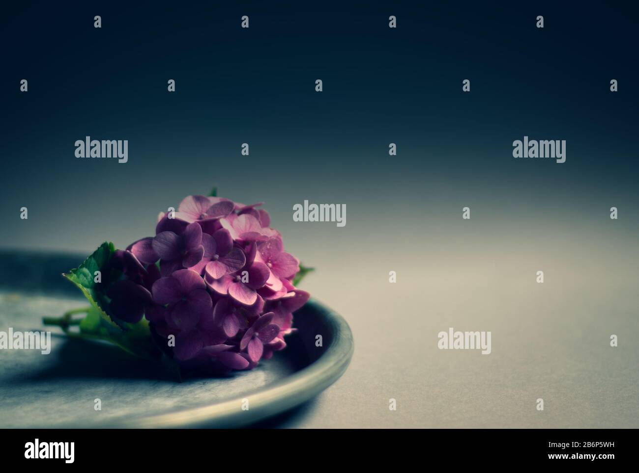 fiori blu di hydrangea su sfondo blu con colori pastello e morbidi con copyspace, ideale come sfondo grafico Foto Stock