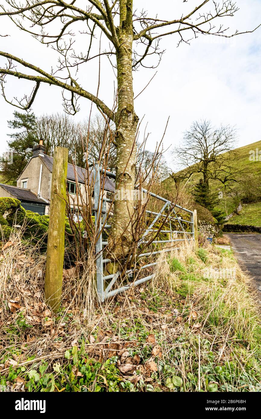 Albero cresciuto in acciaio cancello, Peak District Derbyshire, Regno Unito Foto Stock