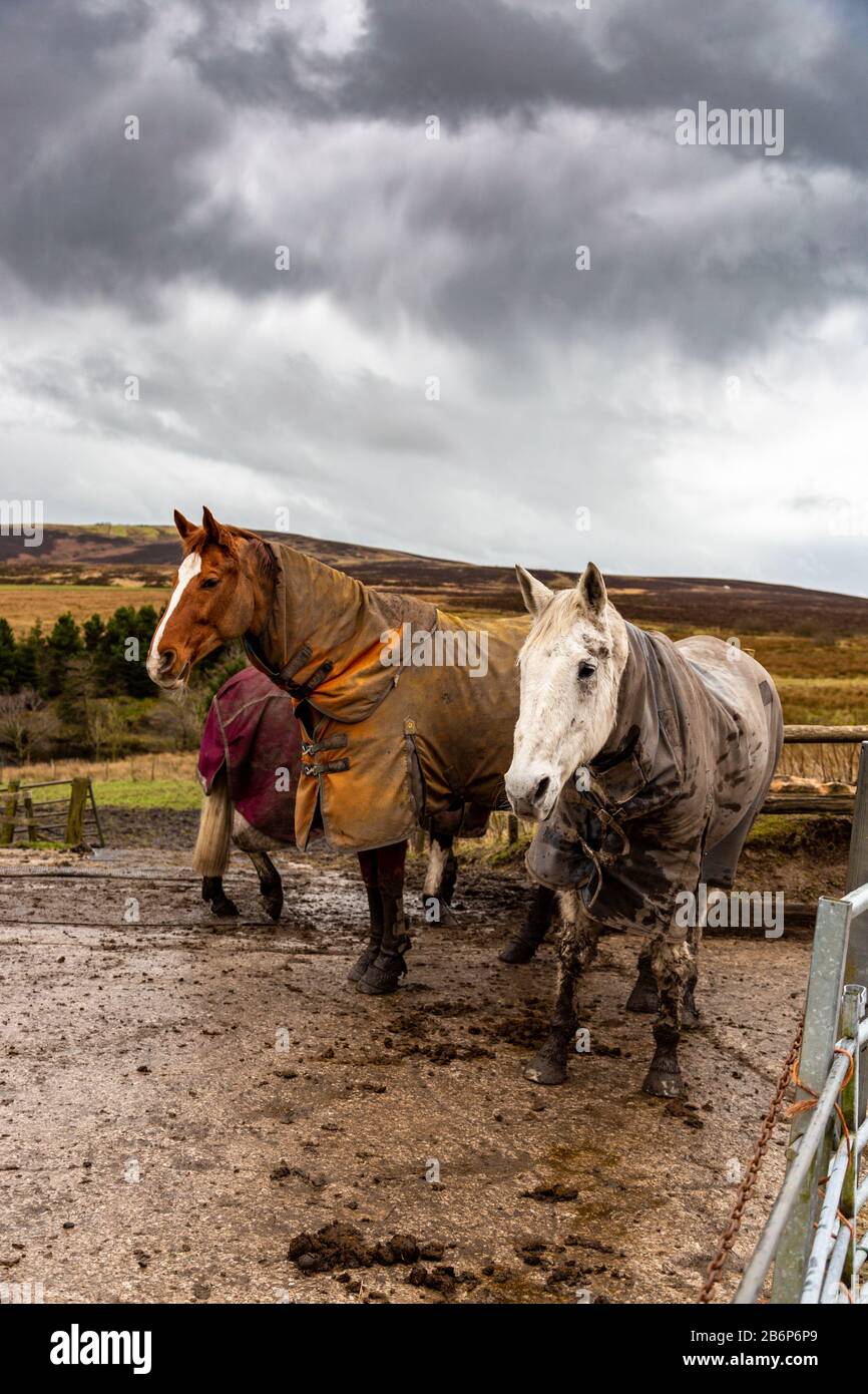 I cavalli attendono sotto la pioggia per il loro groom, Peak District Staffordshire UK Foto Stock