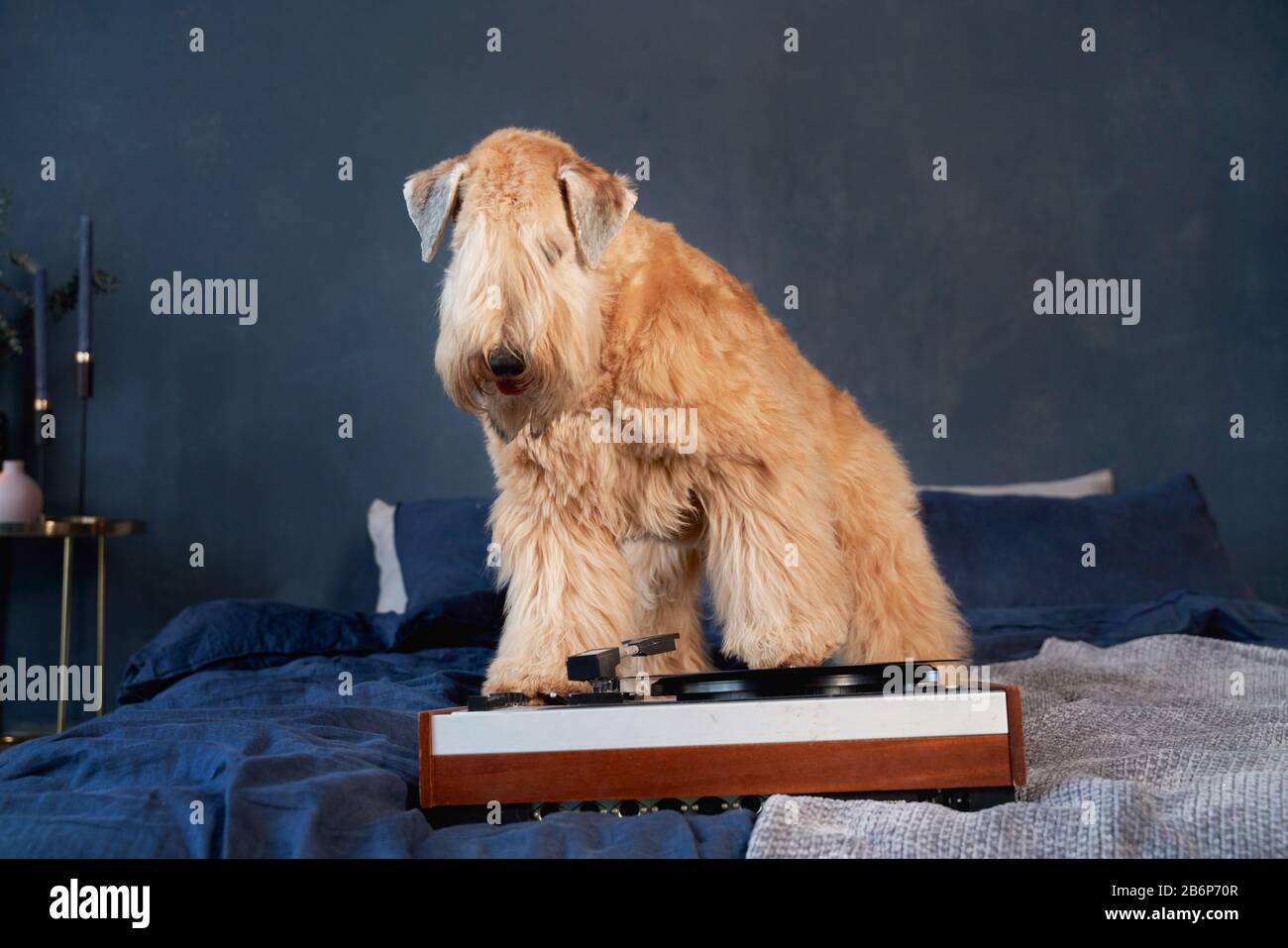 I cani ricciati si trovano a letto in appartamento Foto Stock