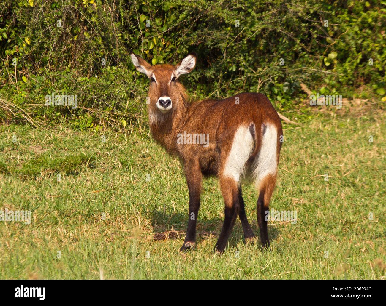 Una femmina Defassa Waterbuck che mostra il distintivo tutti wight grump che significa la differenza dall'anello del comune Waterbuck Foto Stock