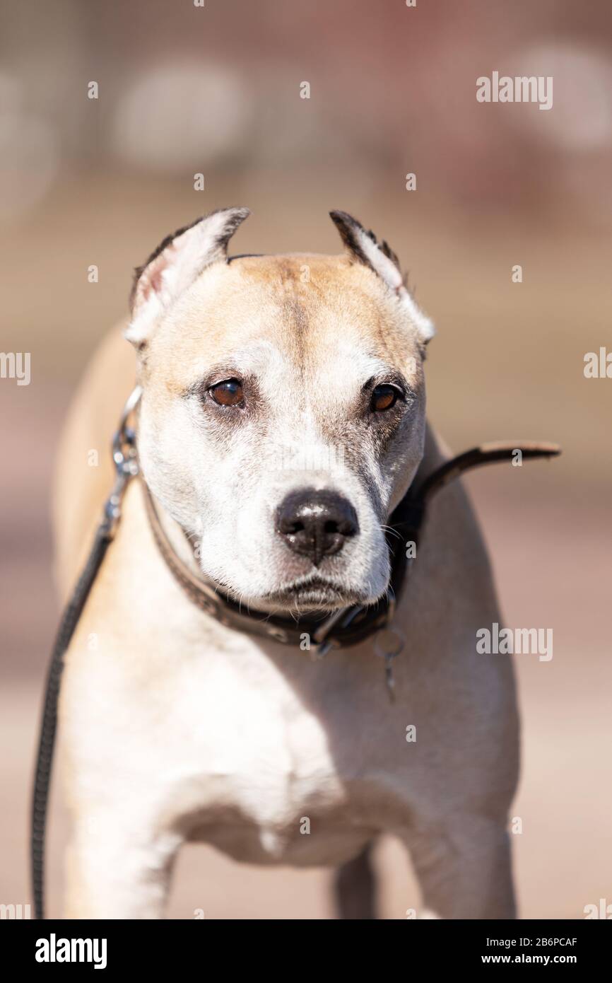 Old Red american staffordshire terrier con orecchie tagliate passeggiate all'aperto al giorno d'autunno Foto Stock