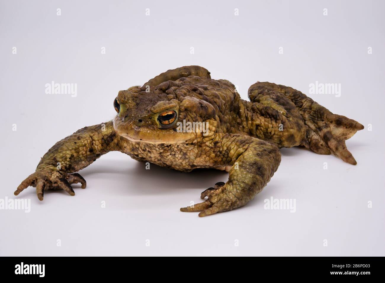 Terra toad sfondo bianco Foto Stock