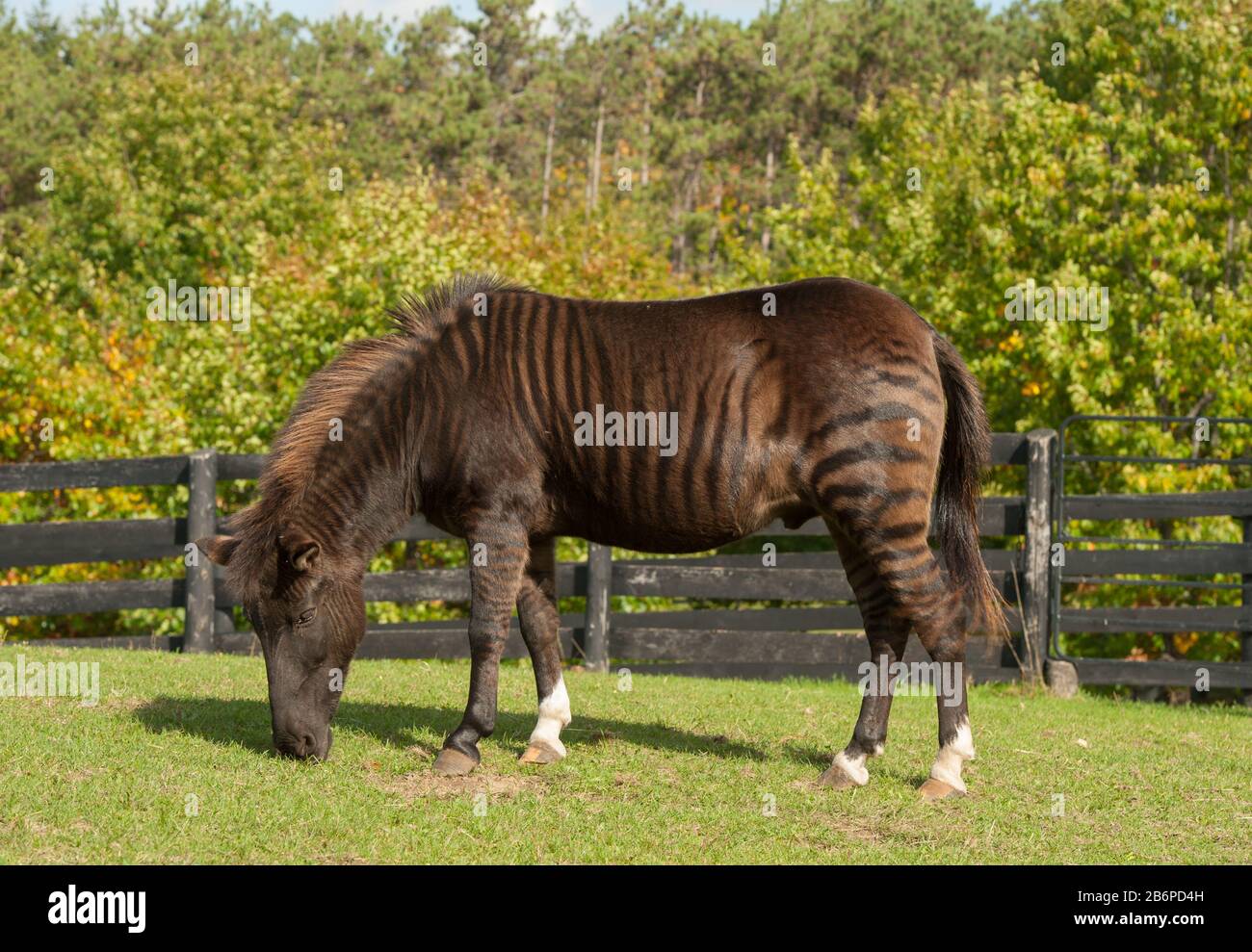 Zorse Full Body Shot of Striped nazionale Zorse equus zebra x equus calabus cavallo zebra croce animale pascolo in erba verde pascolo di campo di fattoria Foto Stock