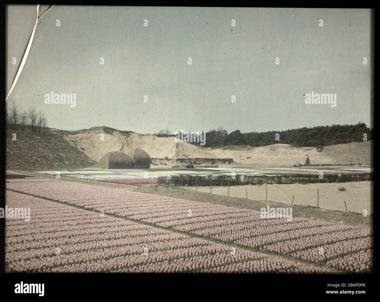 Gezicht op bloembollenvelden, waarschijnlijk in de Zanderij te Overveen Vista dei campi di fiori, con due calette e dune in background fabbricante di fabbricazione: Fotografo: Adolphe Burdet (nelle vicinanze) fotografo: Anonimo (attribuzione rifiutata) Fabbricazione Luogo: Paesi Bassi Data: 1907 - 1930 caratteristiche Fisiche: Car cromo materiale: Vetro Tecnica: Car cromo / diapassitief dimensioni: H 89mm × W 118 mmOnderwerp Foto Stock