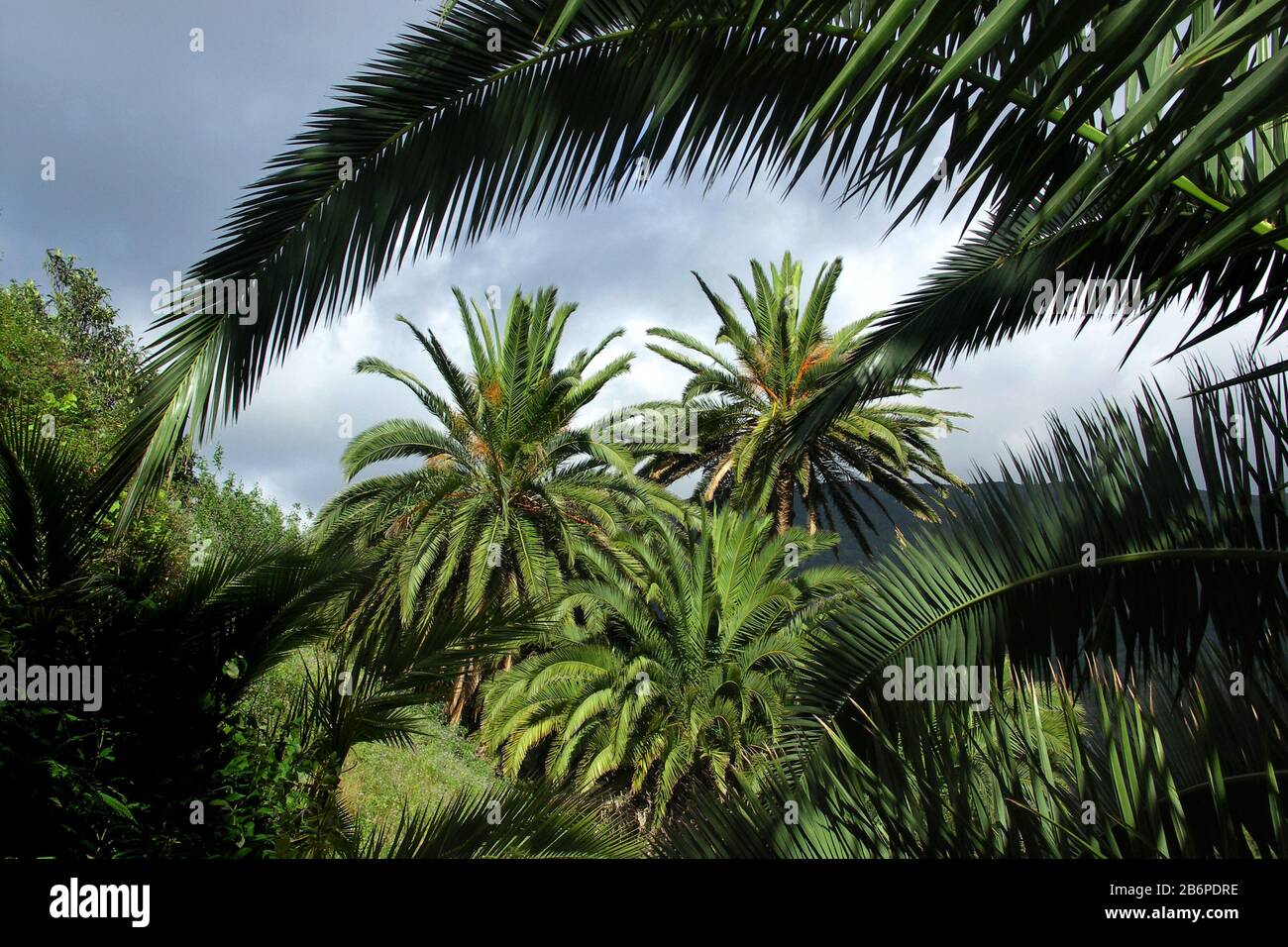 Palms paesaggio vicino a Los Loros e Vallehermoso, Gomera, Isole Canarie / Spagna Foto Stock