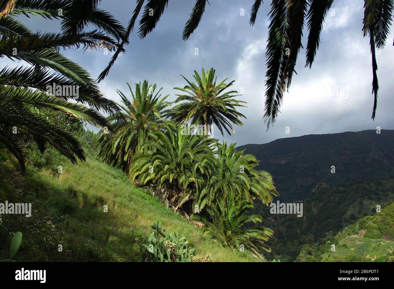 Palms paesaggio vicino a Los Loros e Vallehermoso, Gomera, Isole Canarie / Spagna Foto Stock