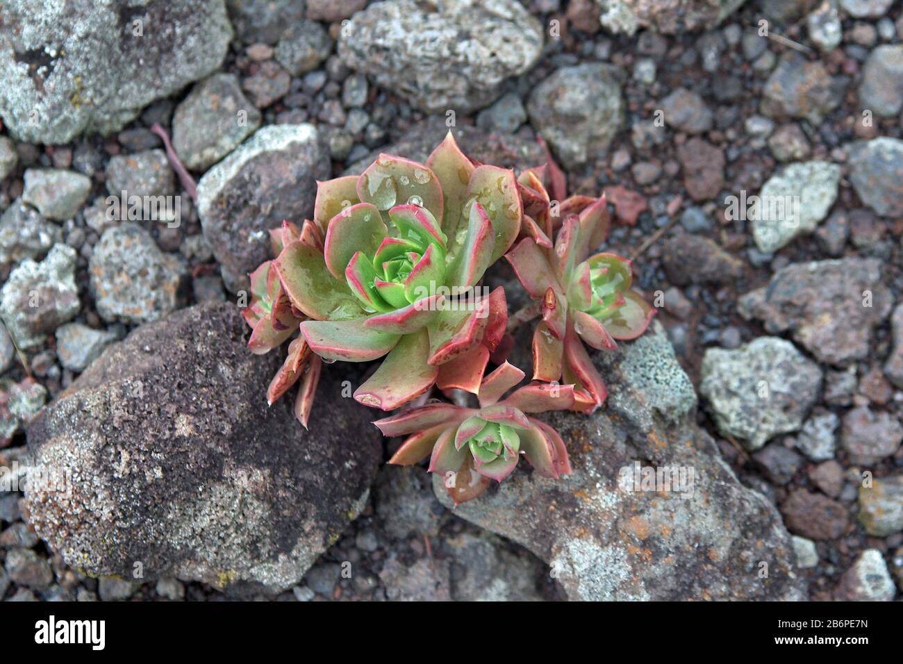 Aeonio, pianta subtropicale della famiglia Crassulaceae, Gomera/ Spagna Foto Stock