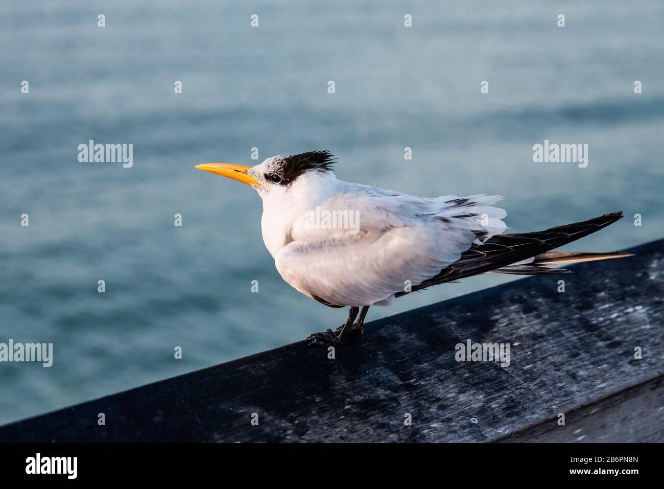 Royal Tern riposante sulla ringhiera del molo. Foto Stock