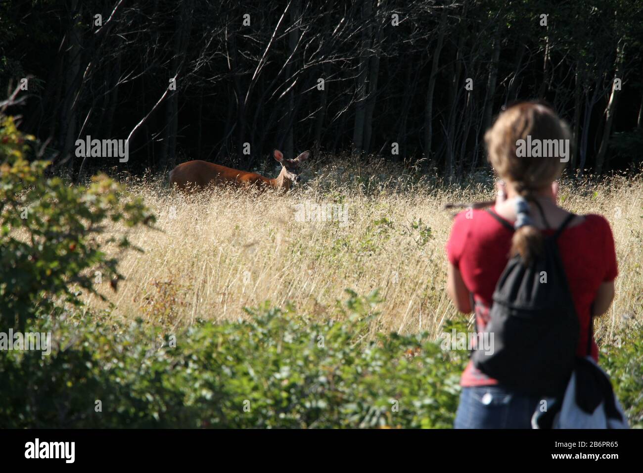 Donna che fotografa un cervo al parco. Chevreuil et femme le prenant en photo. Cervo canadese. Foto Stock