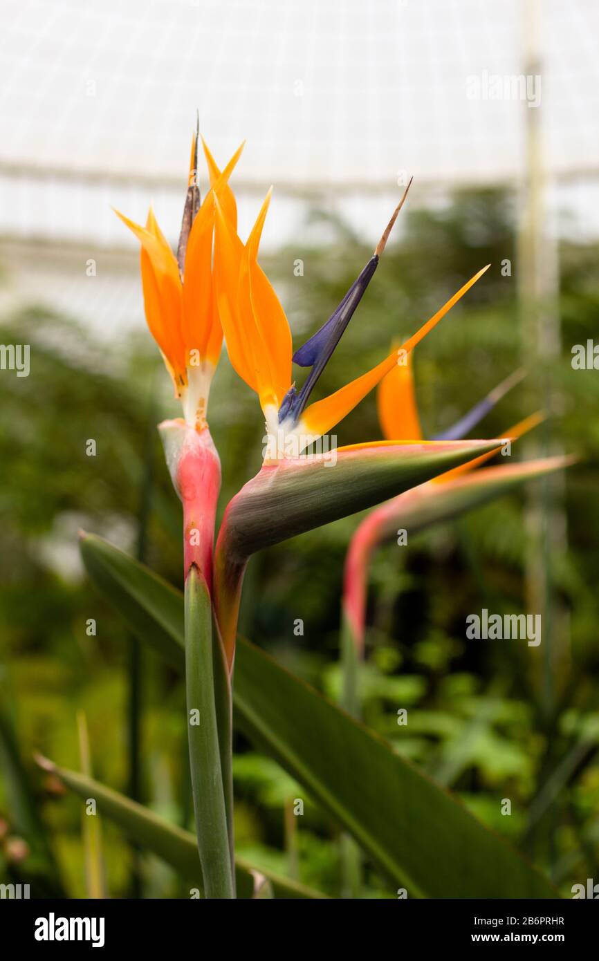 Fiore tropicale in una Glasshouse Foto Stock