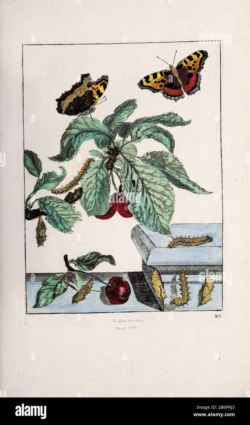 Incisione a coppella colorata disegnata e incisa da Jacob l'Admiral a Naauwkeurige Waarneemingen omtrent de veraneringen van veele Insekten (descrizioni Accurate delle Metamorfosi Degli Insetti), J. Sluyter, Amsterdam, 1774. Per la seconda edizione, M. Houttuyn ha aggiunto altri otto piatti all'originale 25. Foto Stock