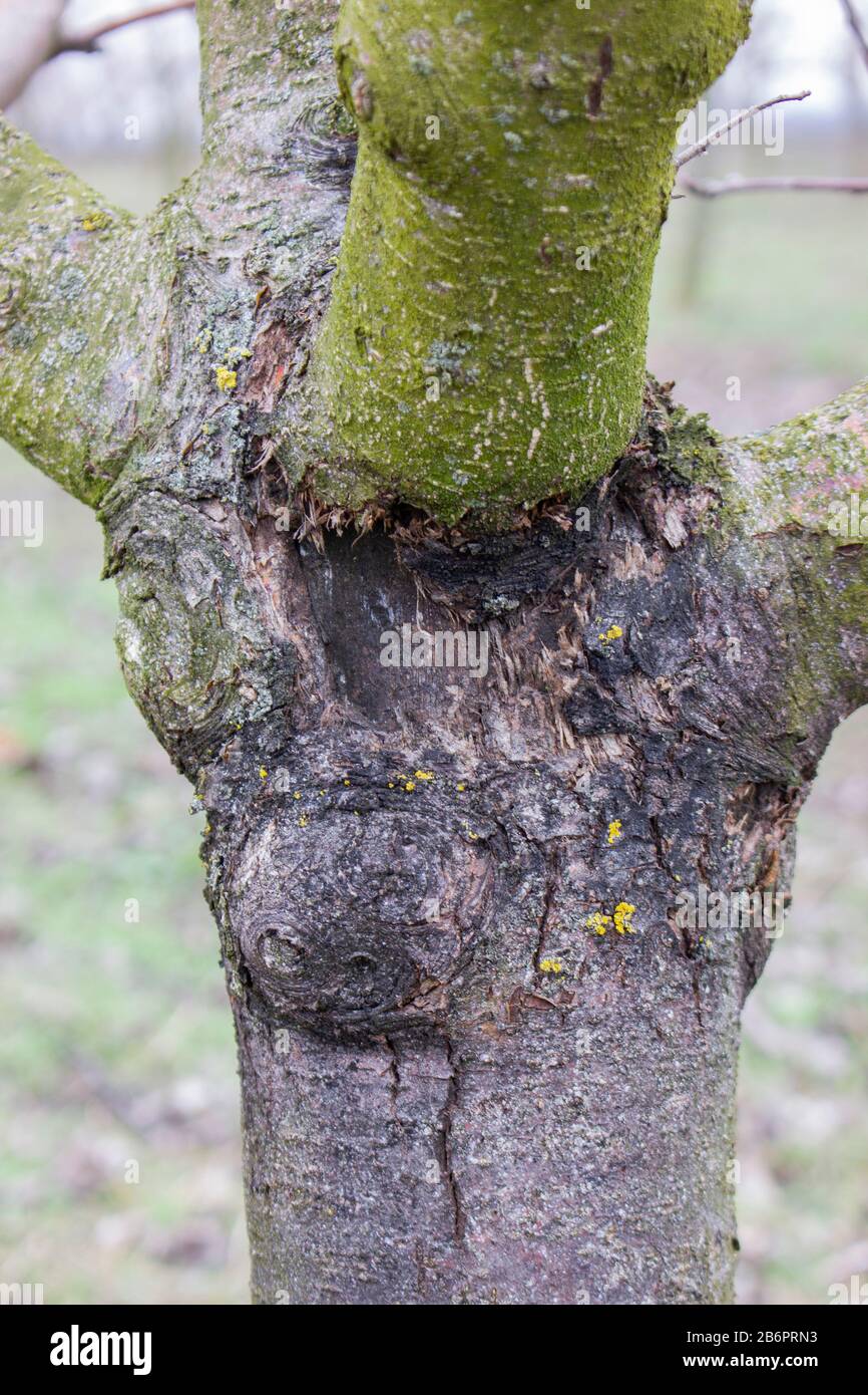 Malattia dell'albero della frutta il cancro nero causato dal fungo sphaeropsis malorum peck danneggia il tronco dell'albero della mela ed ha bisogno di un trattamento immediato. Foto Stock