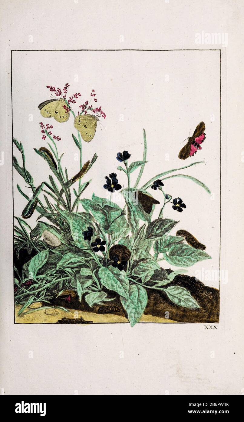 Incisione a coppella colorata disegnata e incisa da Jacob l'Admiral a Naauwkeurige Waarneemingen omtrent de veraneringen van veele Insekten (descrizioni Accurate delle Metamorfosi Degli Insetti), J. Sluyter, Amsterdam, 1774. Per la seconda edizione, M. Houttuyn ha aggiunto altri otto piatti all'originale 25. Foto Stock