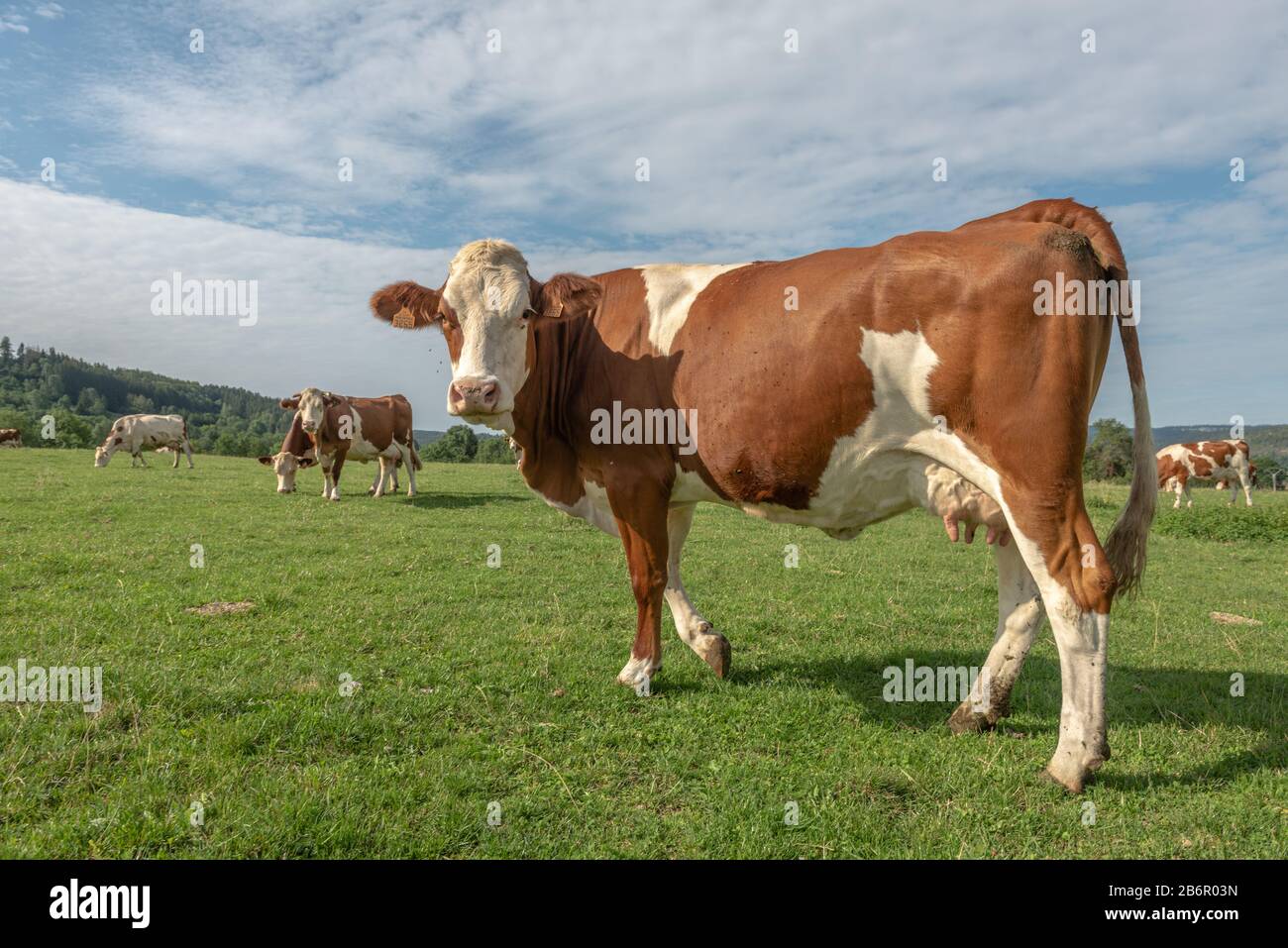 Vache montbéliarde dans un pâturage Foto Stock