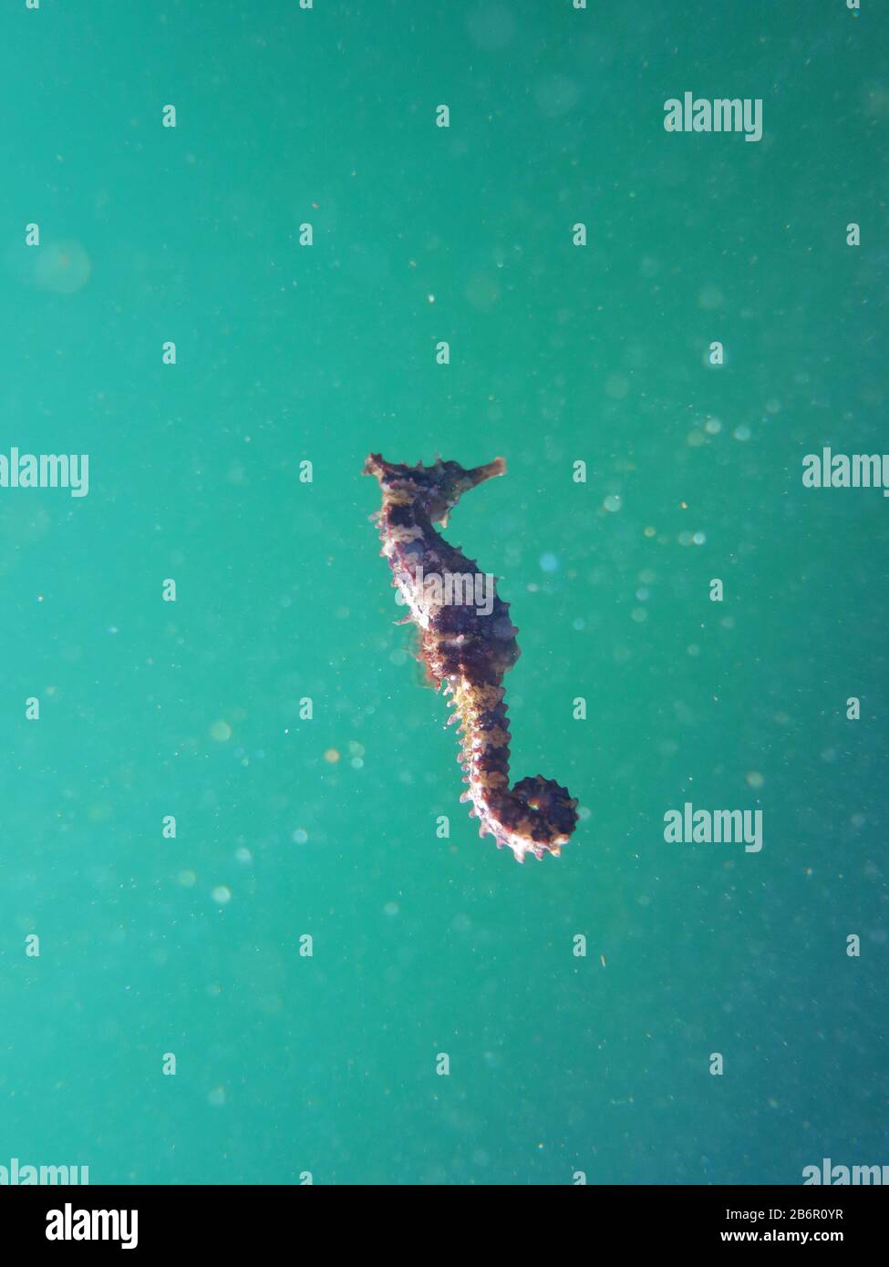 Ampio colpo di Seahorse bianco a strisce selvagge (Hippocampus Whitei) nuoto blu-verde mare a Watsons Bay, Sydney, Australia Foto Stock
