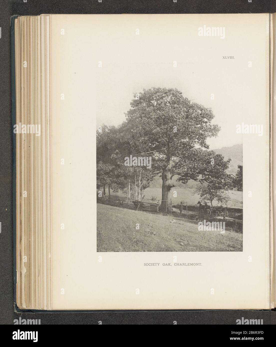 Gezicht op een eik langs een weg te Charlemont, met rechts een paardenkoets Society Oak, Charlemont (titel op Object) Vista di un albero di quercia lungo un percorso per Charlmont, con la destra una società di trasporti Oak, Charlmont (title Object) Tipo Di Oggetto: Stampa fotomeccanica numero Oggetto: RP-F-2001-7-1063-48 Iscrizioni / marchi: Numero, recto, stampato: 'XLVIII.' Produttore : fotografo: Henry Brooksclicichémaker: Anonymous luogo produzione: Fotografo: Charlemontclichémaker: USA Data: 1880 - o per 1890 Materiale: Tecnica della carta: Misure di pressione leggera: Impresso: H 224 mm × W 1 Foto Stock