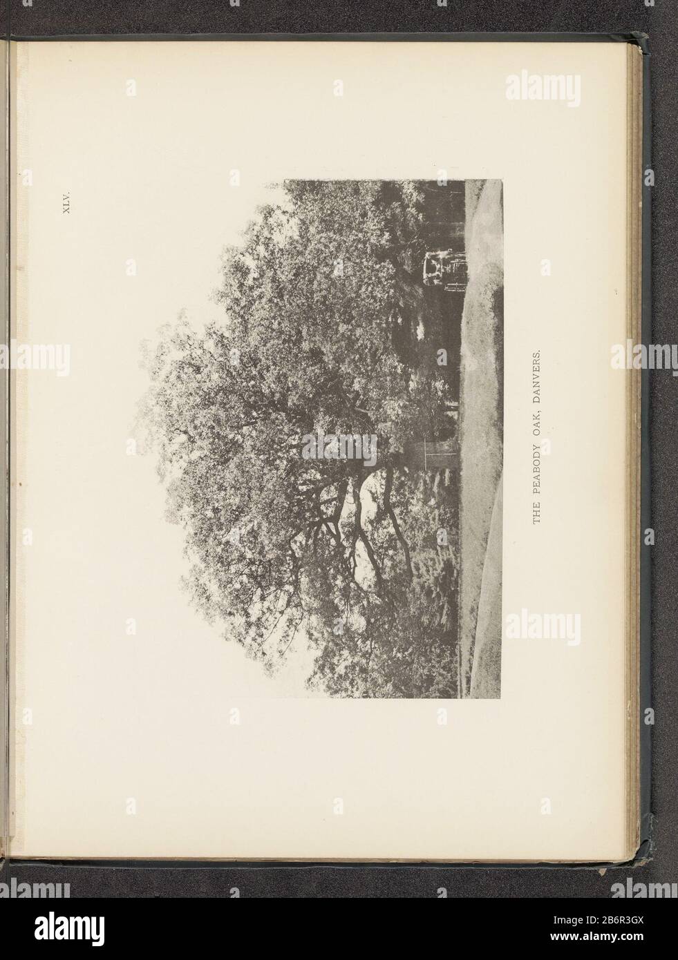 Gezicht op een eik langs een weg te Danvers The Peabody Oak, Danvers (titel op Object) Vista di un albero di quercia lungo una strada per DanversThe Oak Peabody, Danvers (title Object) Tipo Di Proprietà: Fotomeccanica stampa numero articolo: RP-F 2001-7-1063-45 Iscrizioni / marchi: Numero, recto stampato 'XLV' Produttore: Fotografo: Henry Brooksclicichémaker: Anonymous place manufacture: Photographer: Danversclichémaker: USA Date: About 1880 - or for 1890 Material: Paper Technique: Light pressure measurements: Imprinted: H 170 mm × W 223 mmToelichtingFoto after page 70. Oggetto: Alberi: A quattro ruote, a Foto Stock