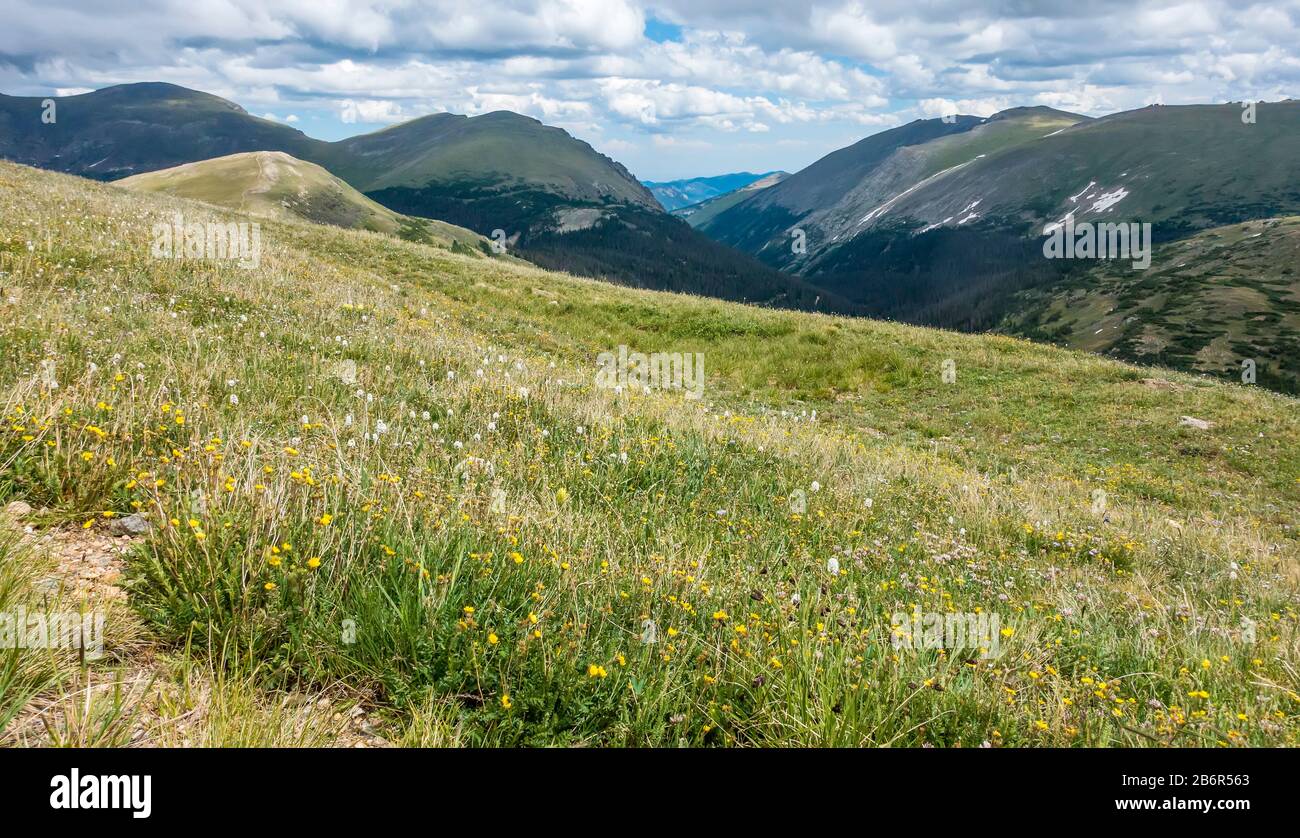Grassland, Rocky Mountain National Park, Colorado, Stati Uniti D'America Foto Stock