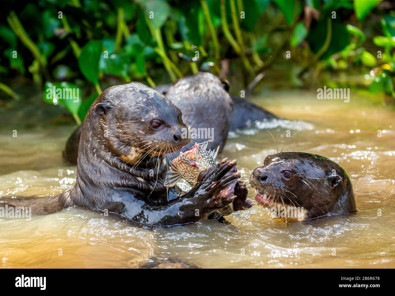 Lontre giganti mangia pesce in acqua. Primo piano. Brasile. Parco Nazionale di Pantanal. Foto Stock