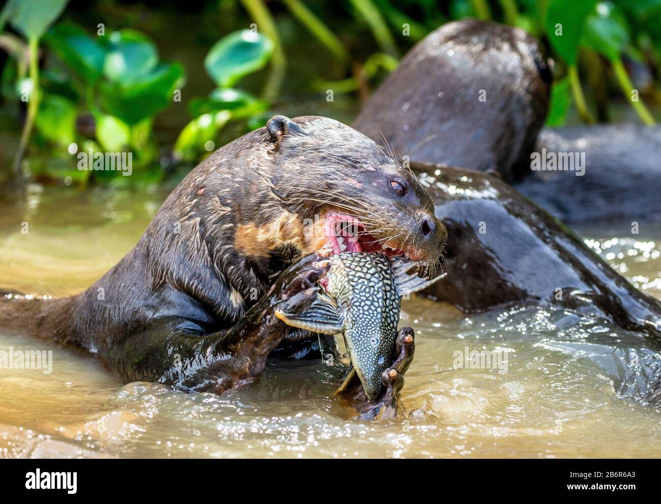 Lontre giganti mangia pesce in acqua. Primo piano. Brasile. Parco Nazionale di Pantanal. Foto Stock