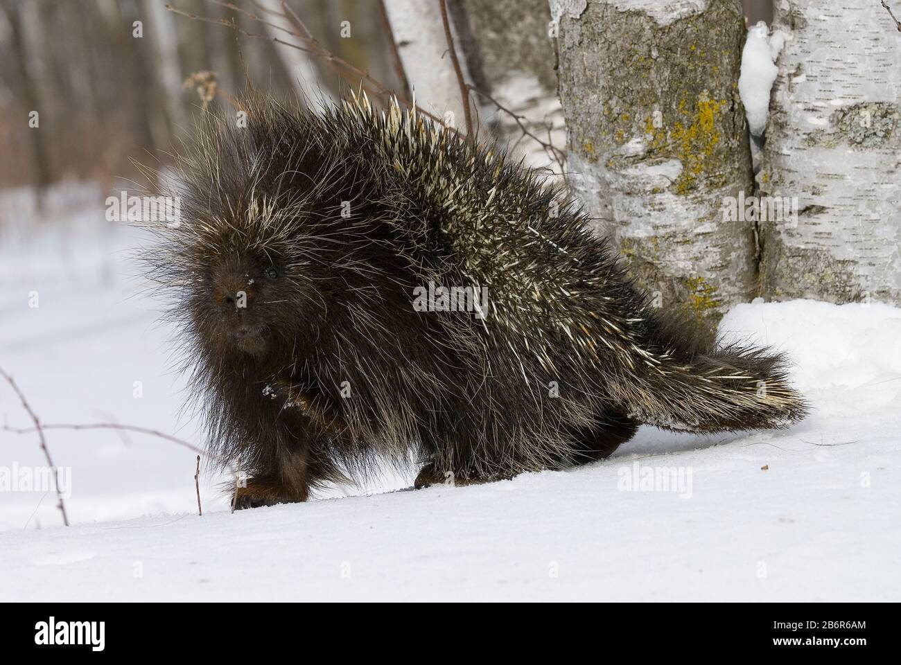 Nord America Porcupine (Erethizon Dorsatum) Nord America, Di Dominique Braud/Dembinsky Photo Assoc Foto Stock