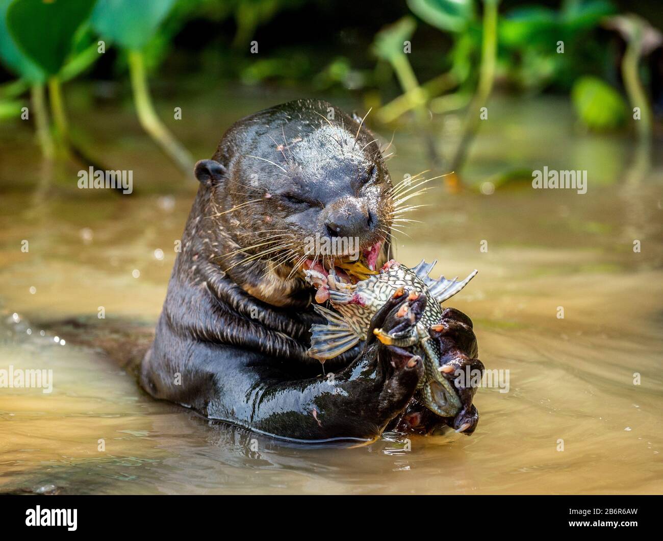 La lontra gigante sta mangiando pesce in acqua. Primo piano. Brasile. Parco Nazionale di Pantanal. Foto Stock