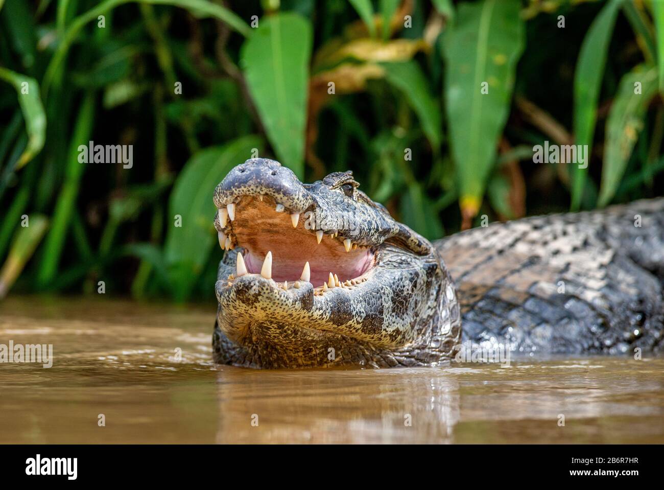 Cayman tiene la testa sopra l'acqua e apre la bocca. Primo piano. Brasile. Parco Nazionale di Pantanal. Sud America. Foto Stock