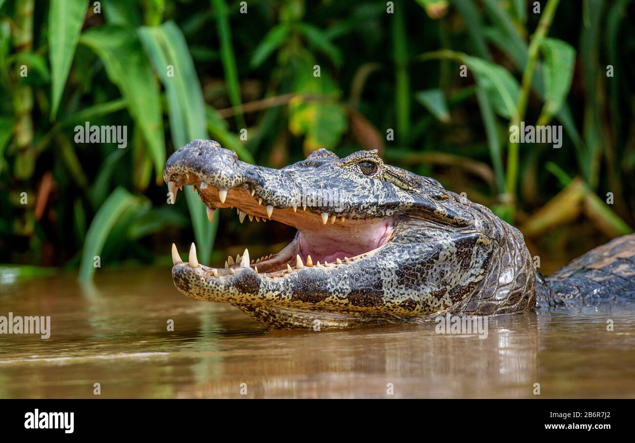 Cayman tiene la testa sopra l'acqua e apre la bocca. Primo piano. Brasile. Parco Nazionale di Pantanal. Sud America. Foto Stock