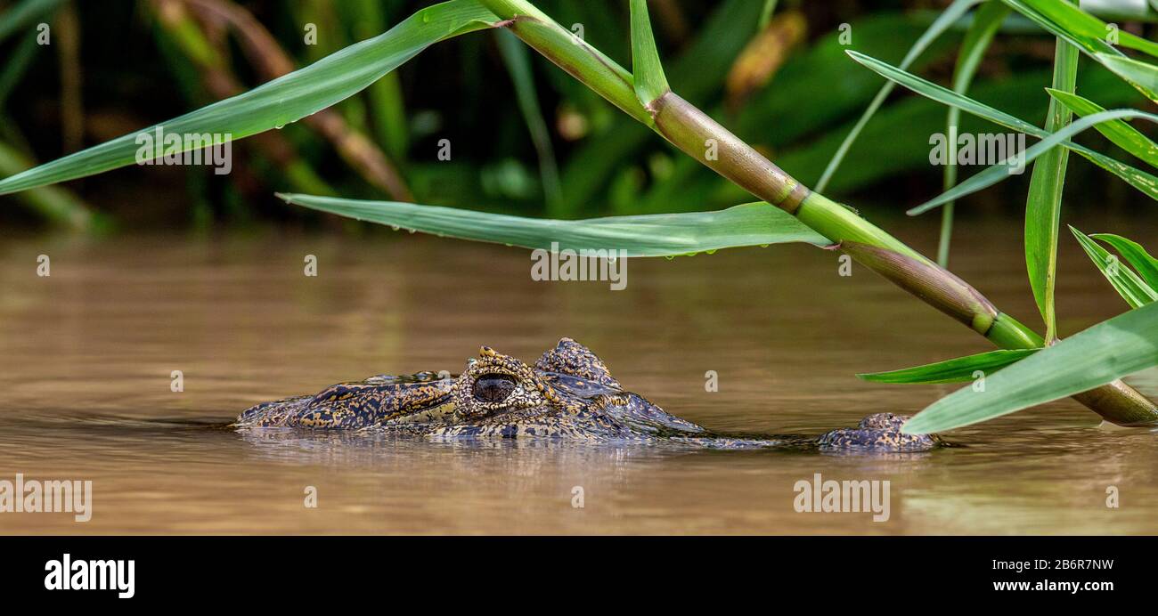 Cayman testa sulla superficie dell'acqua. Brasile. Parco Nazionale di Pantanal. Sud America. Foto Stock