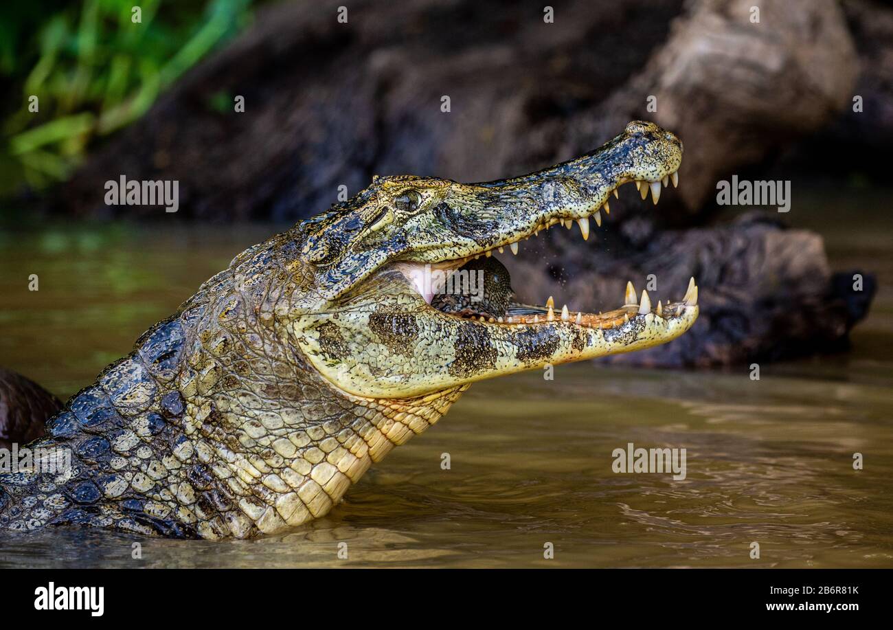 Cayman tiene la testa sopra l'acqua e mangia pesce. Primo piano. Brasile. Parco Nazionale di Pantanal. Sud America. Foto Stock