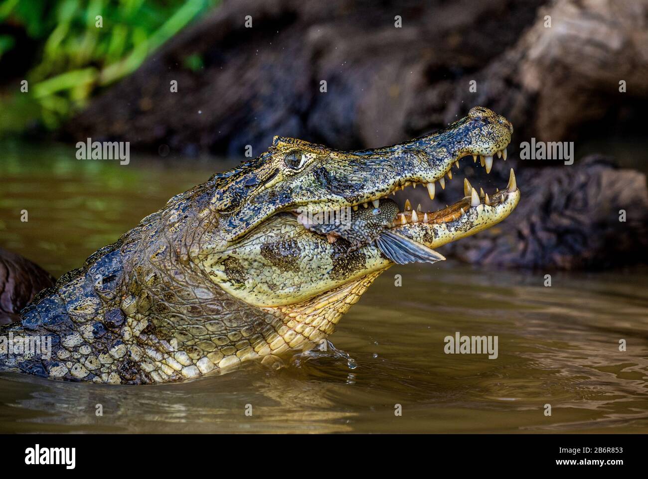 Cayman tiene la testa sopra l'acqua e mangia pesce. Primo piano. Brasile. Parco Nazionale di Pantanal. Sud America. Foto Stock