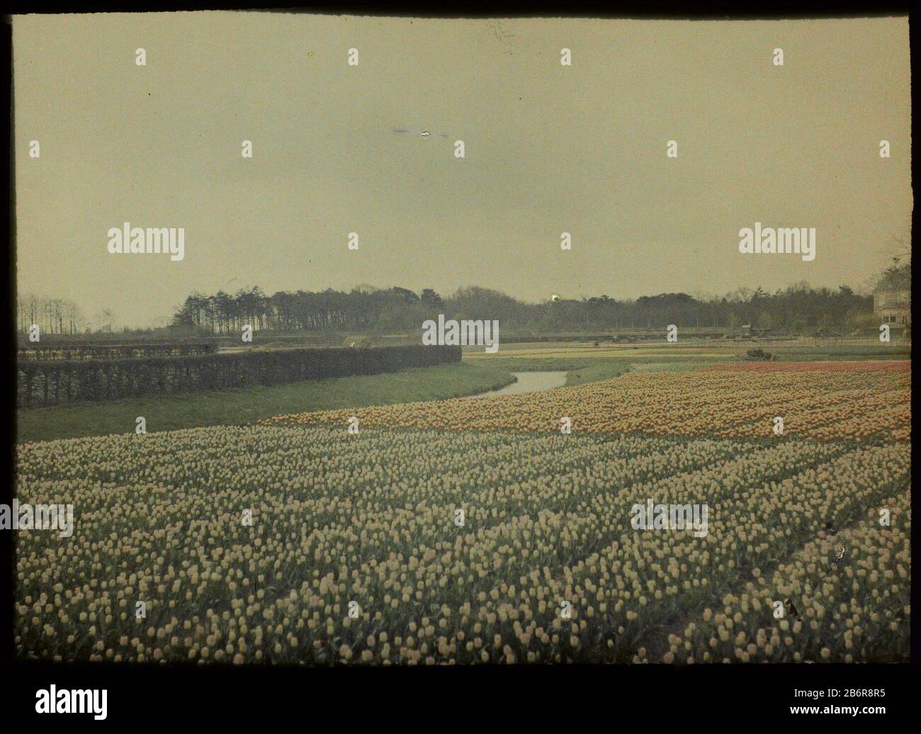 Gezicht op een veld met hyacinthen aan de Ramplaan te Overveen Vista di un campo di giacinti nel Ramplaan Overveen, un paese a destra il achtergrond. Produttore : fotografo: Adolphe Burdet (nelle vicinanze) fotografo: Anonimo (attribuzione rifiutata) Luogo di produzione: Paesi Bassi Data: 1907 - 1930 caratteristiche Fisiche: Car cromo materiale: Vetro Tecnica: Car cromo / diapassitief dimensioni: H 88 mm × W 119 mmOnderwerp Foto Stock