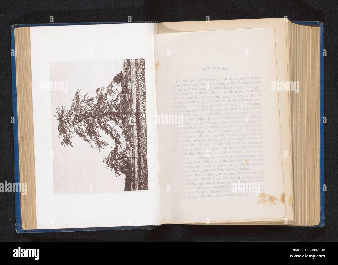 Gezicht op een weide met tupelobomen te Beverly View of a meadow with tupelobomen to Beverly Object Type: Photomechanical printing page Numero Oggetto: RP-F-2001-7-977-5 fabbricante : fabbricante: Anonymous location manufacturing: Beverly Date: CA. 1872 Materiale: Carta Tecnica: Pressione leggera dimensioni: Pant : h 93 mm × W 130 mmToelichtingPrent sulla seconda pagina non numerata dopo pagina 62. Campo paesaggio albero prato, pascolo Foto Stock