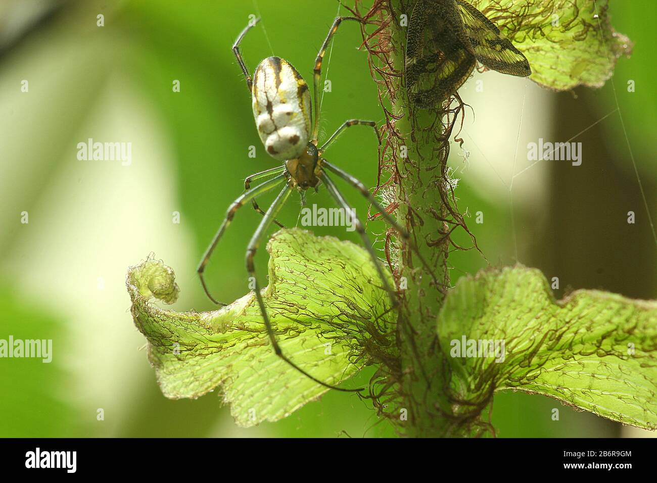 Argento orbweb (leucouge dromedaria) Foto Stock