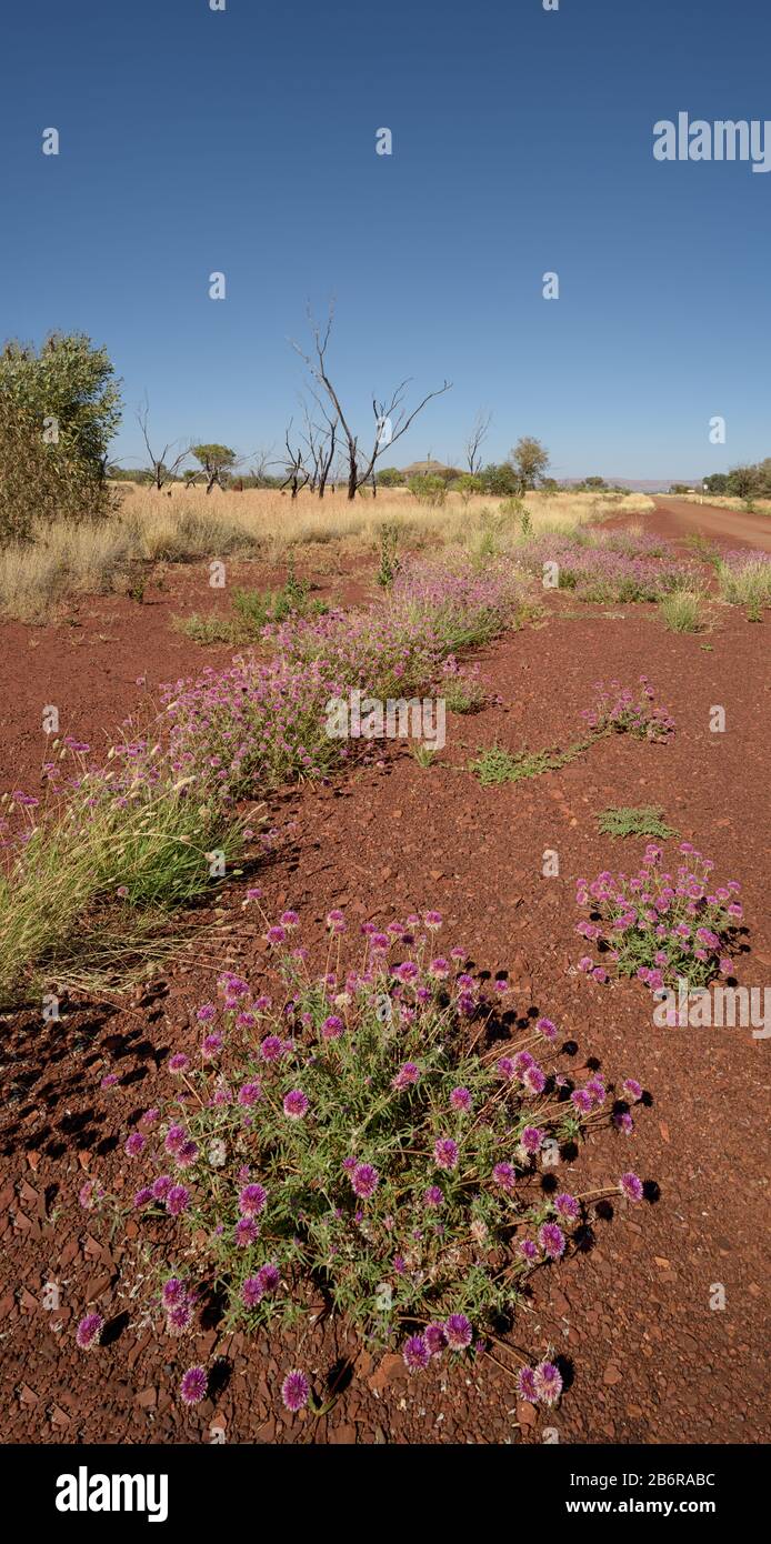 Ammira il basso lungo la strada del bitume e il lontano ambiente arido di Karajini nell'Australia occidentale con i colorati fiori del deserto lungo la strada. Foto Stock