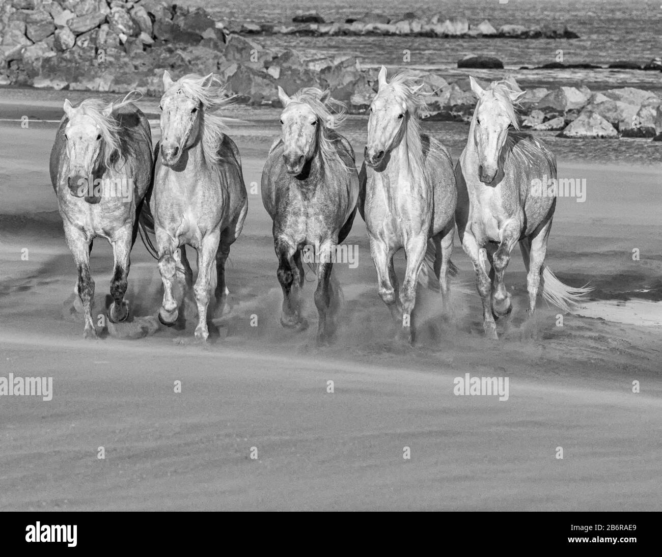 Cavalli della Camargue (Equus caballus), galoppando lungo la sabbia vicino Saintes-Marie-de-la-Mer, Camargue, Francia, Europa Foto Stock