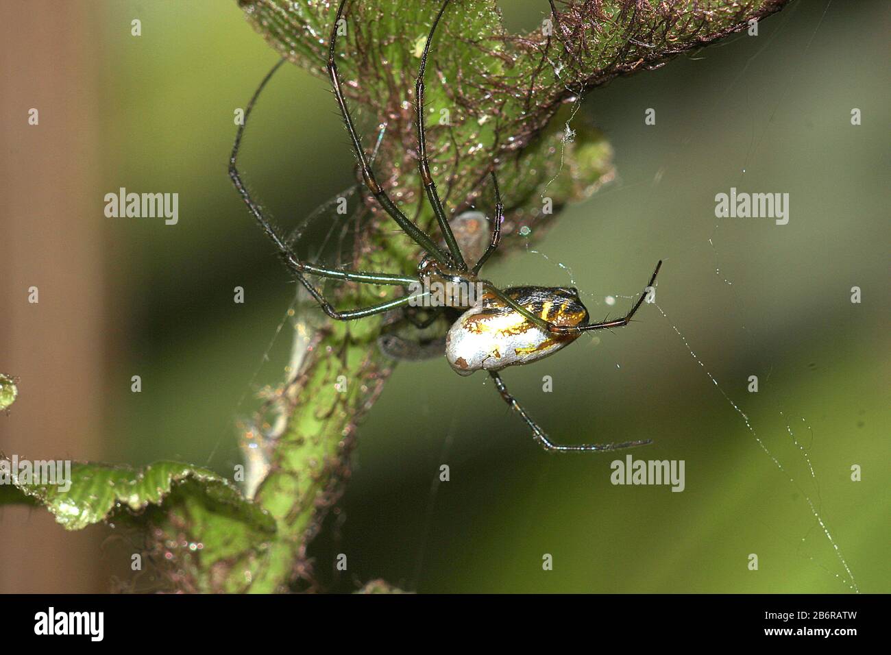 Argento orbweb (leucouge dromedaria) Foto Stock