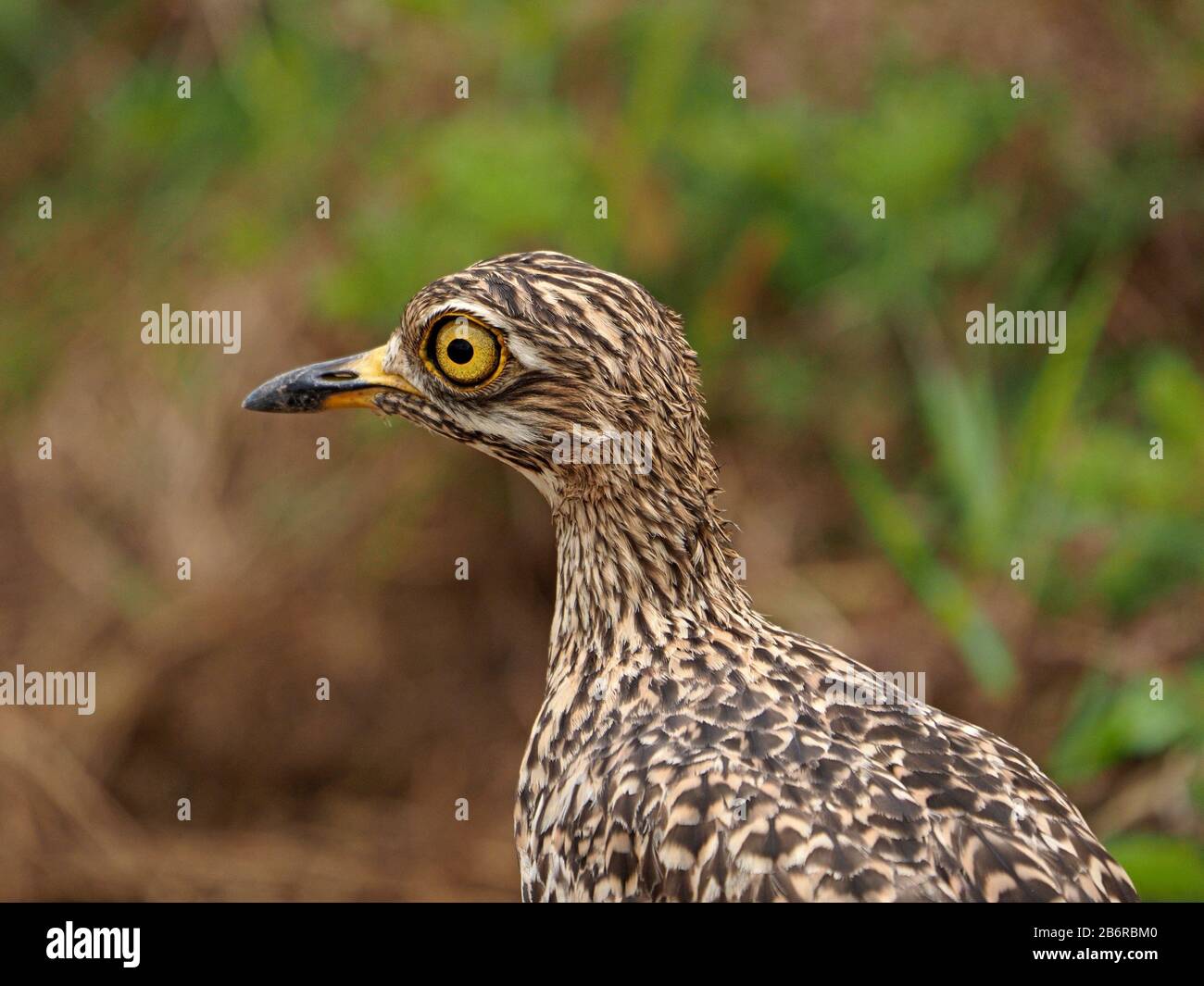 Ritratto dettagliato del ginocchio spesso punteggiato (Burhinus capensis), che si basa sul camuffamento per sfuggire alla scoperta nel Parco Nazionale di Nairobi, Kenya, Africa Foto Stock