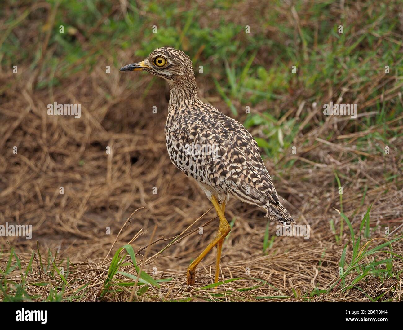 Singolo sul punto spottato spesso-ginocchio (Burhinus capensis), che si basa sul camouflage per sfuggire al rilevamento nel Parco Nazionale di Nairobi, Kenya, Africa Foto Stock