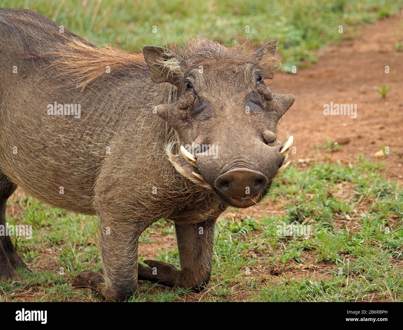 Torrido comune maschile (Phacochoerus africanus) con verruche e maledetti bisbiti inginocchiati nel Parco Nazionale di Nairobi, Kenya, Africa Foto Stock