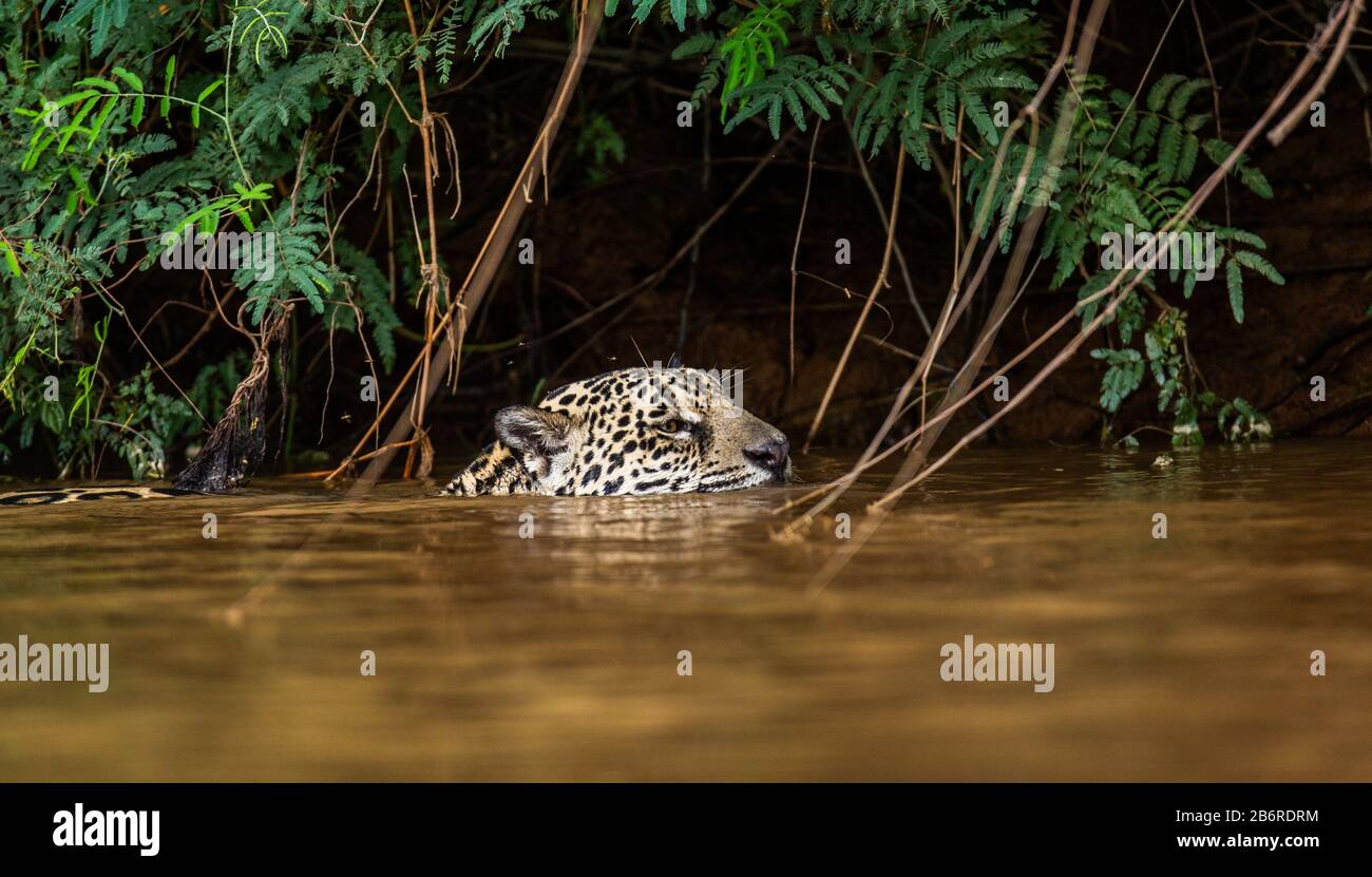 Jaguar sta nuotando sul fiume. Sud America. Brasile. Parco Nazionale Pantanal. Foto Stock