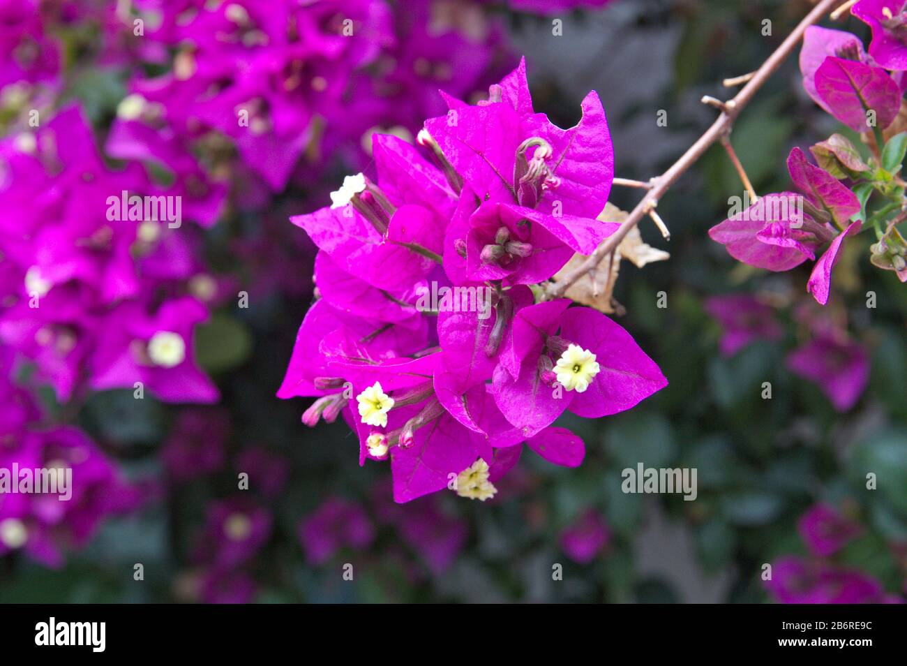 Particolare di un ramo di vite noto come bouganvillea con fiori ermafroditi di colore violetto Foto Stock