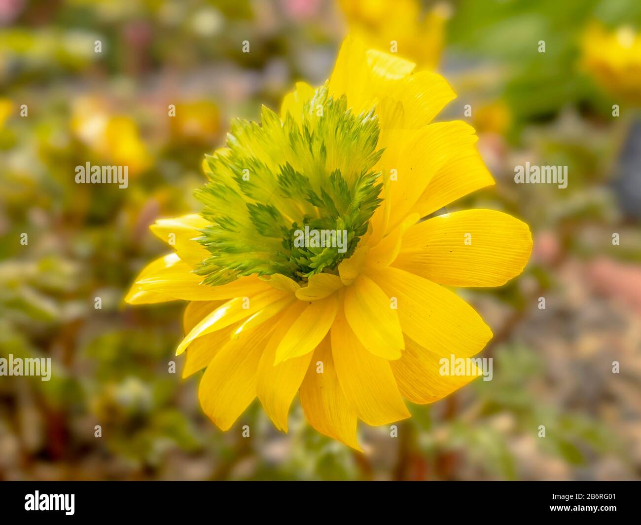Closeup di un fiore giallo e verde di Adonis amurensis Hanazono in un giardino Foto Stock