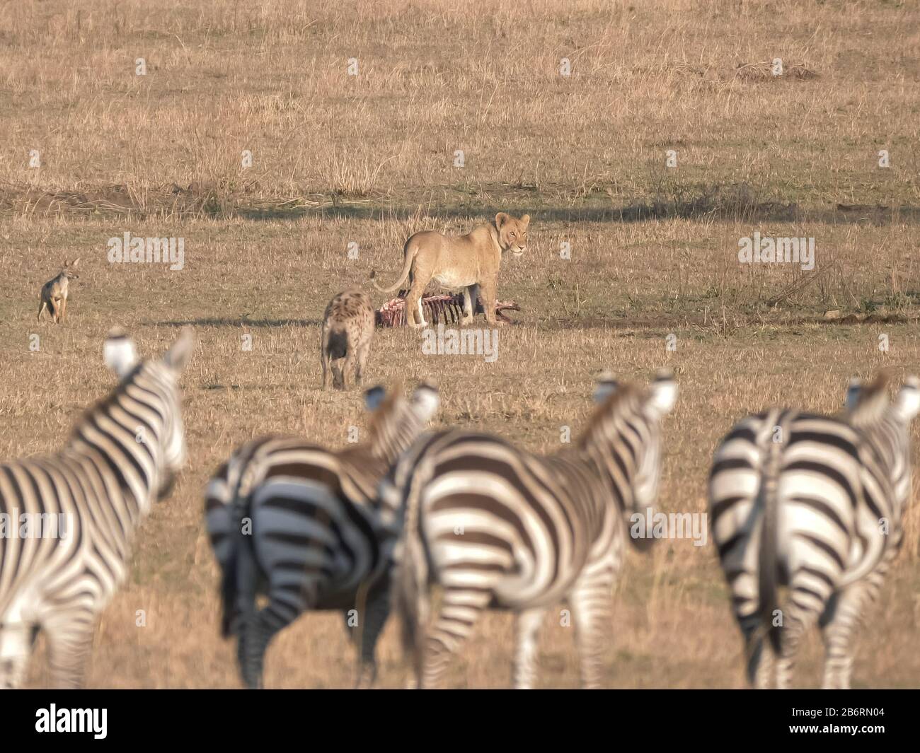 un leone femminile che si alimenta sullo scheletro di un uccidono di una notte al parco nazionale serengeti Foto Stock
