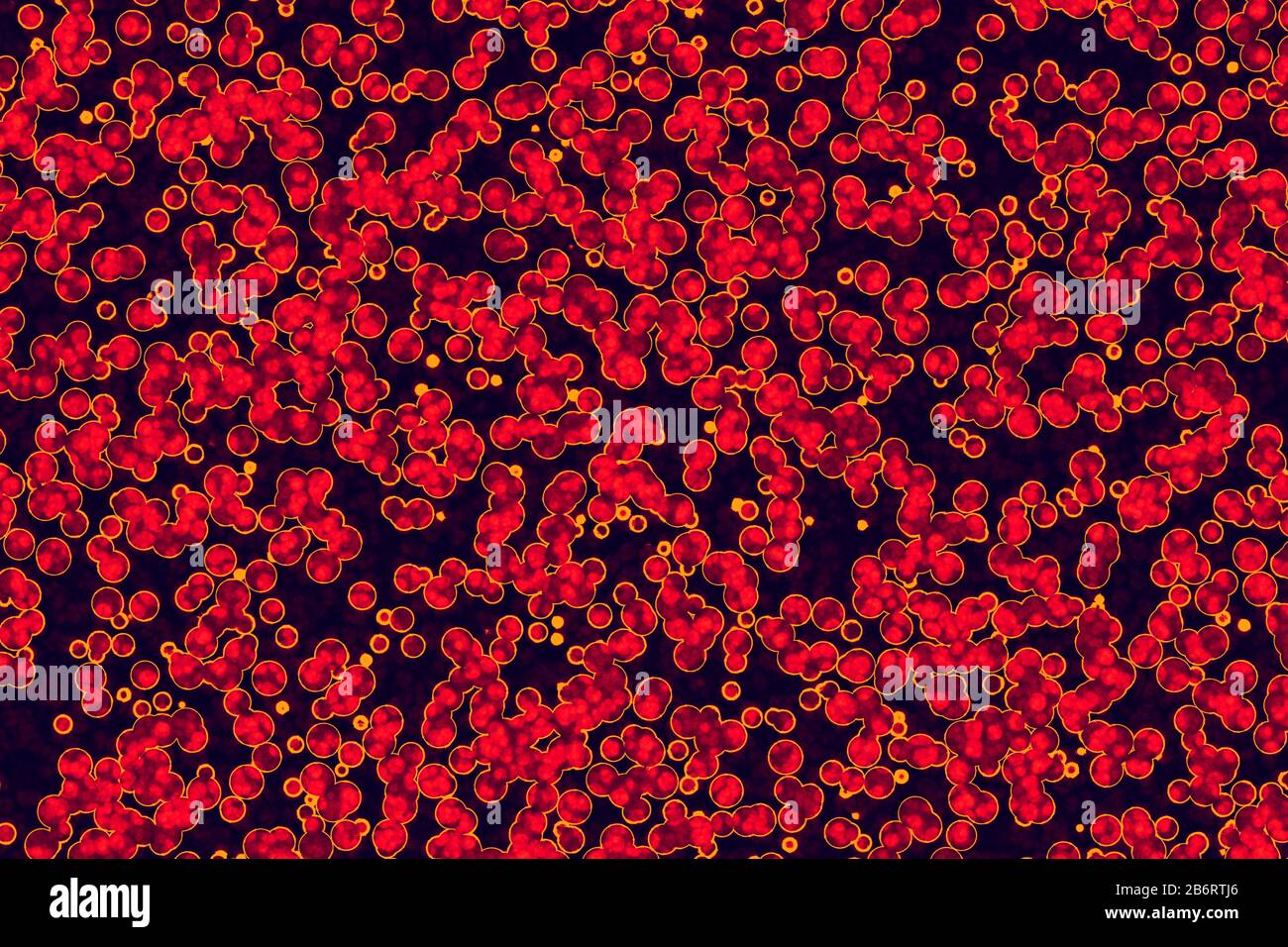 La forma della cellula batterica: cocchi, bacilli, spirilla sfondo di batteri Foto Stock